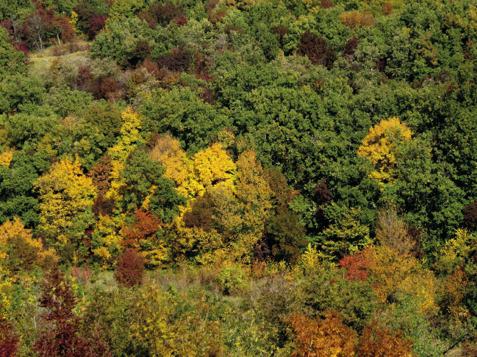 Bæredygtig shopping
