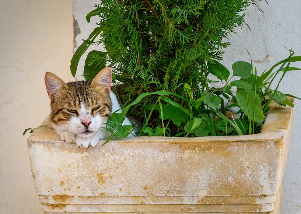 En tabbykat hviler med lukkede øjne i en stor krukke med grønne planter mod en lys væg - en scene, der vises på plakaten "Kat i altankasse" fra Posters.
