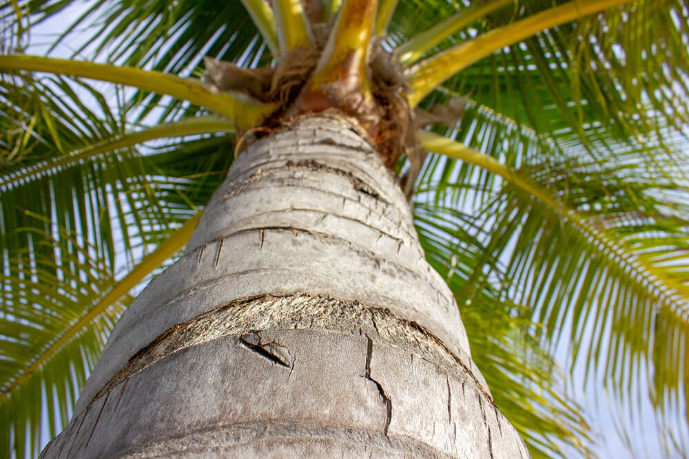 Close-up view up the stamme of a Palme tree by Posters, ru bark i forgrunden og grønne blade mod en lys himmel - et slående plakatbillede, der indfanger tropisk ro.