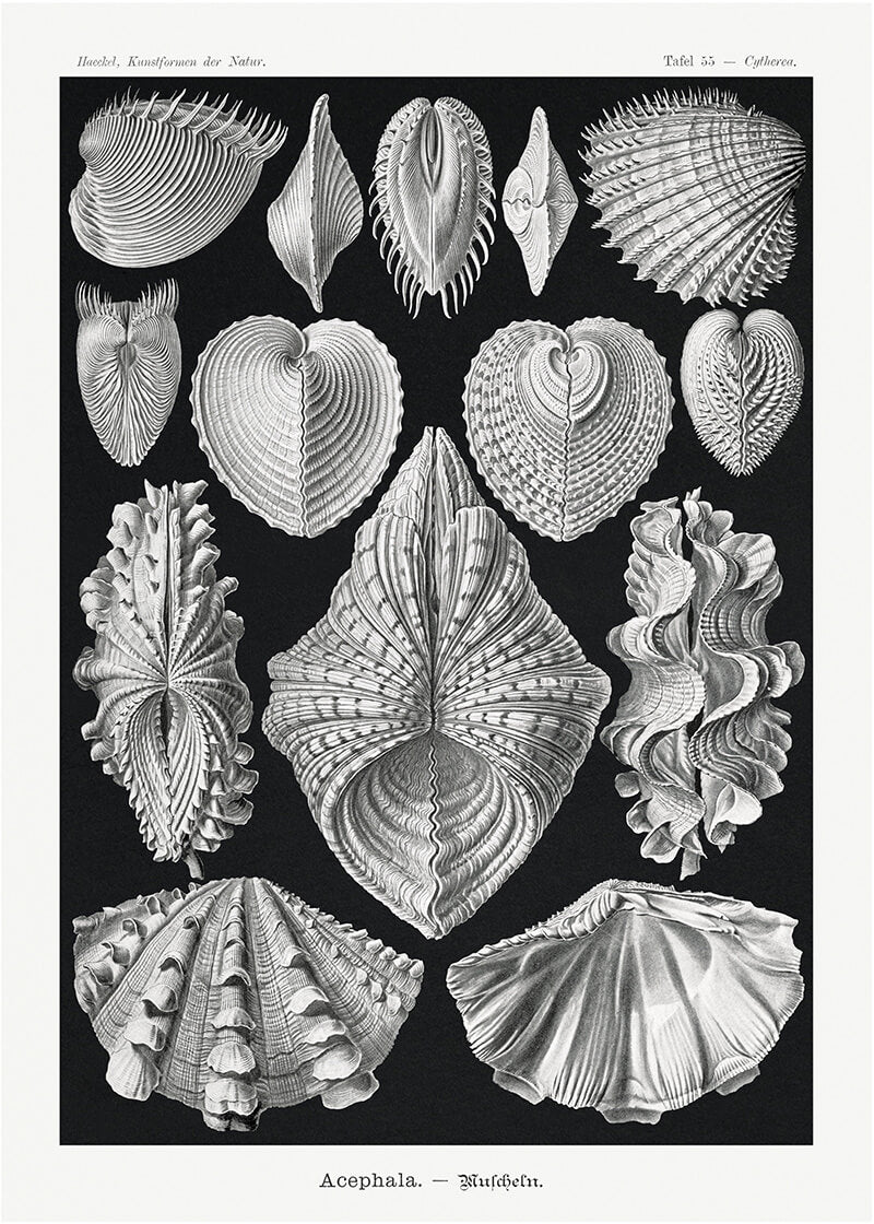 Acephala – Muscheln