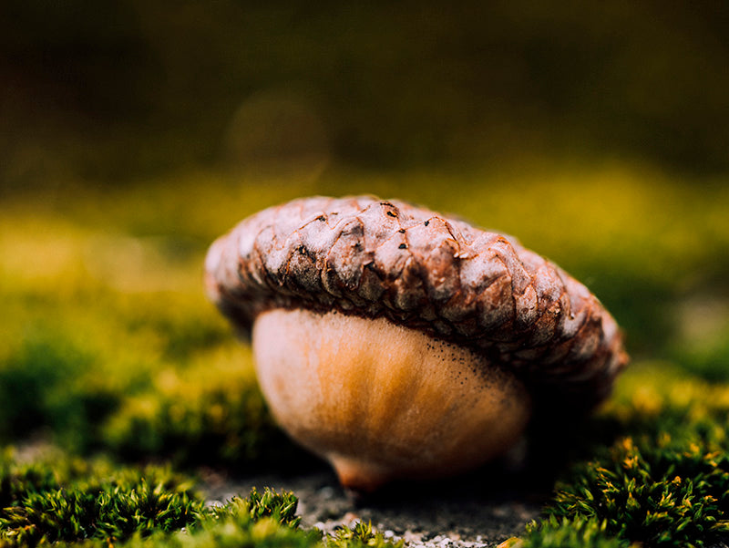 Acorn Nut