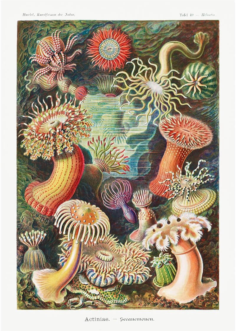 Actiniae – Seeanemonen