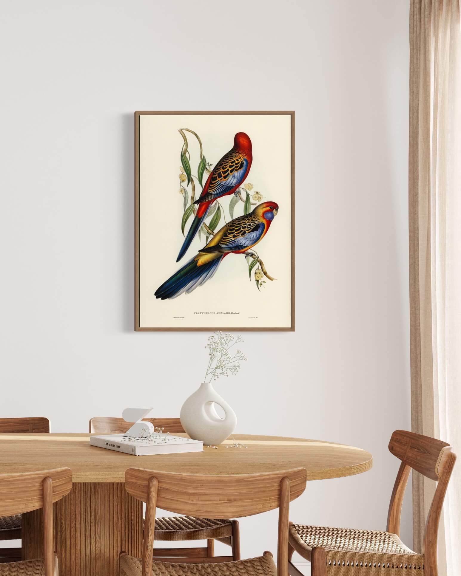 Adelaide Parakeet - to fugle på en gren