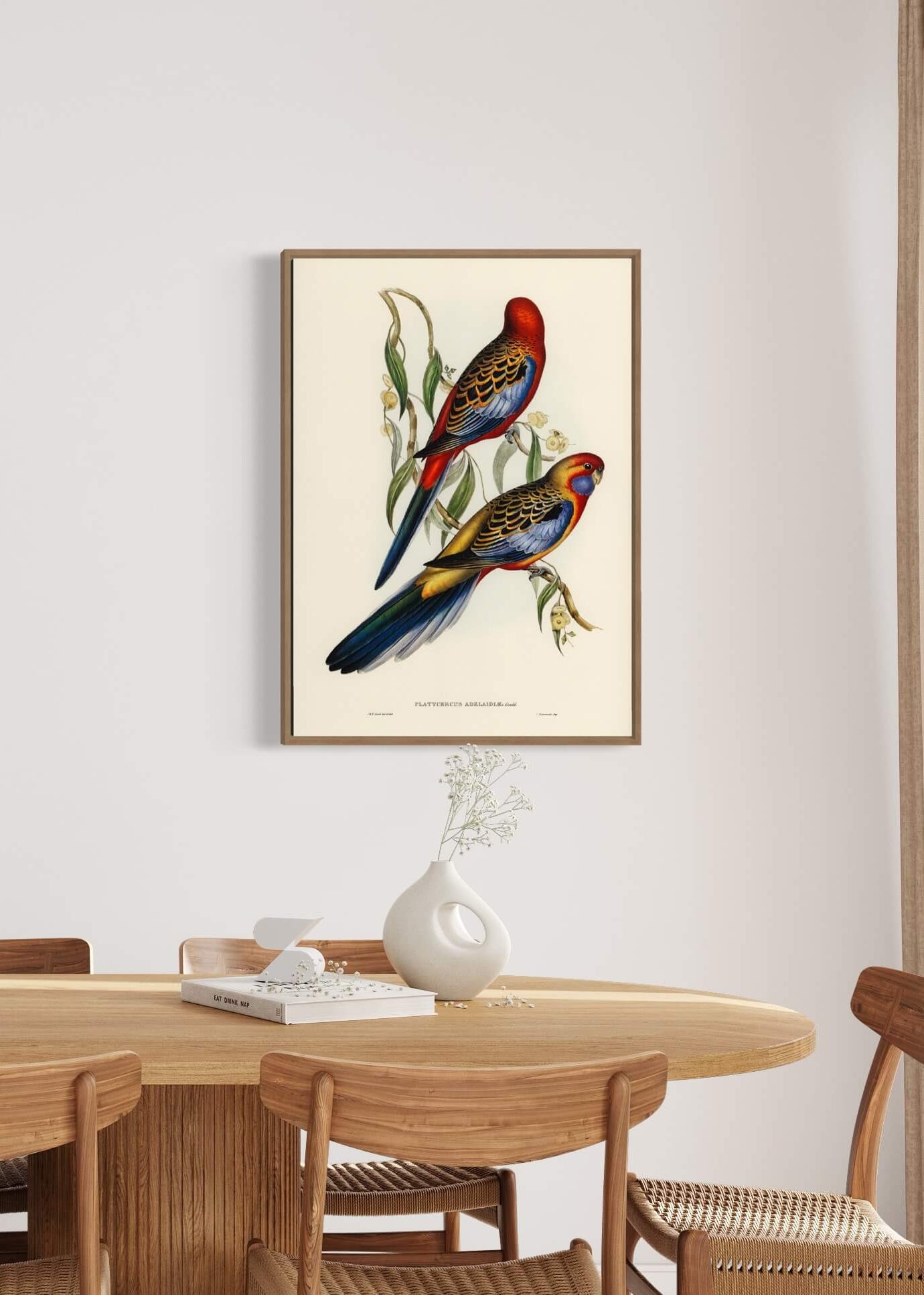 Adelaide Parakeet - to fugle på en gren