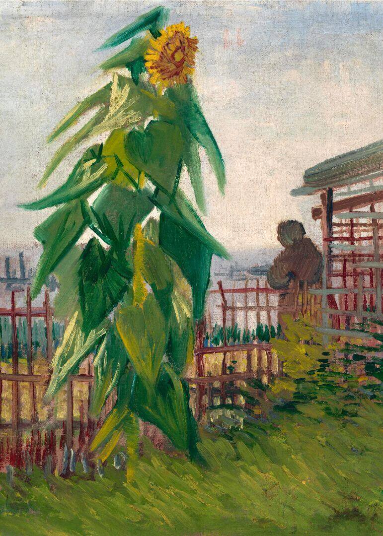 Allotment with Sunflower (1887)