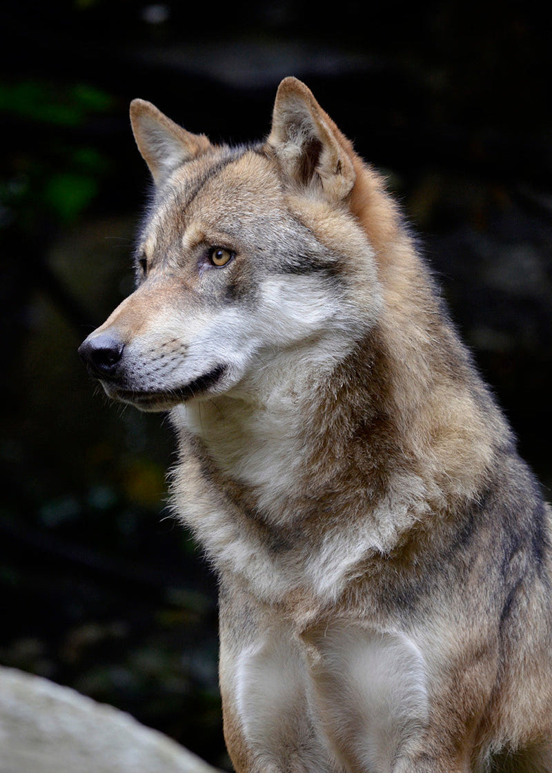 Alpha Wolf