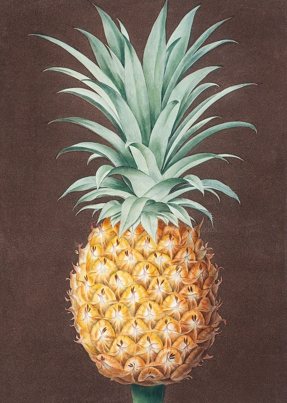 En detaljeret "Ananas fra Antigua"-plakat fra Posters viser en moden ananas med grønne blade og en struktureret gyldengul krop på en mørkebrun baggrund.