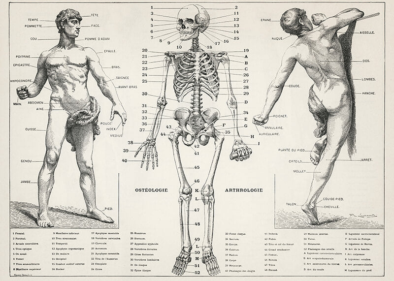 An Antique Illustration Of The Human Body (1900)