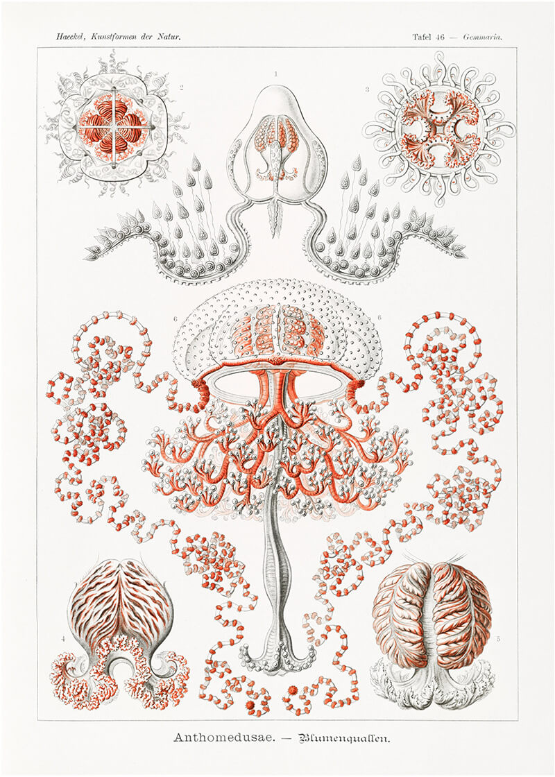 Anthomedusae – Blumenquallen