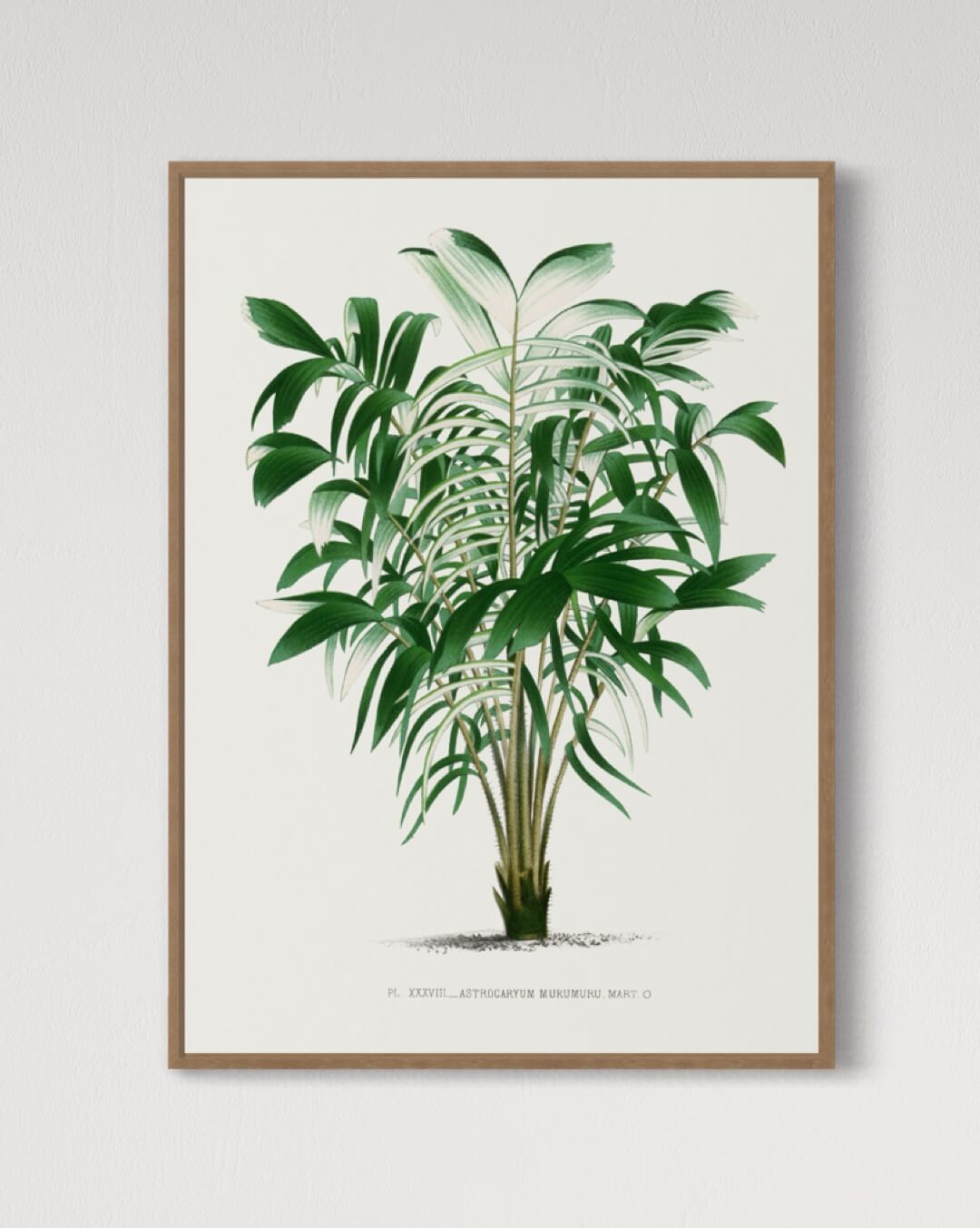 Antik Illustration af Palmeblade