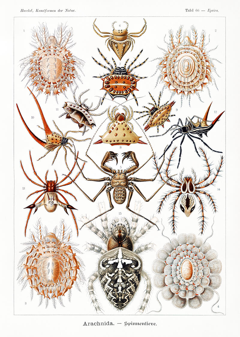 Arachnida – Spinnentiere
