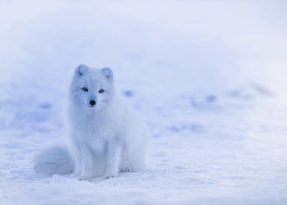 Arktisk ræv på Grønland