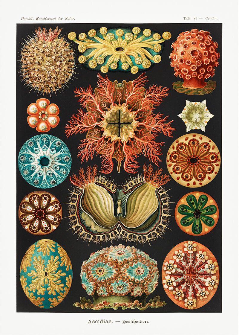Ascidiae – Seescheiden