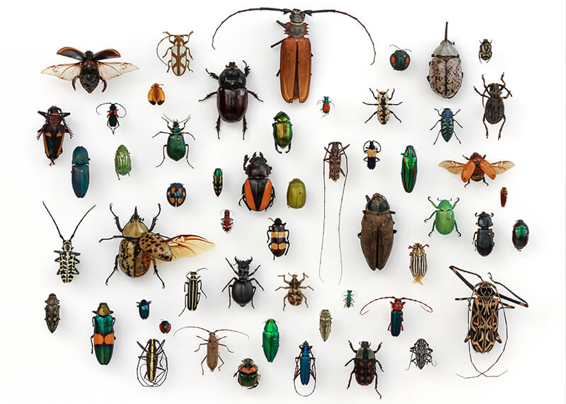 Assorted Coleoptera in the University of Texas