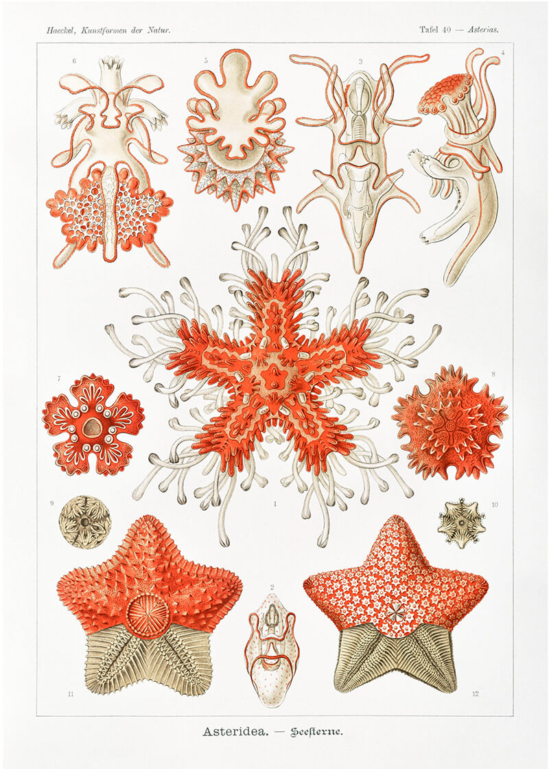 Asteridea – Seesterne