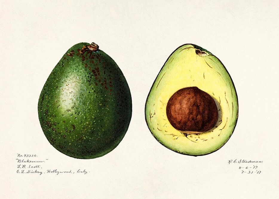 The Avokado - illustration by Posters viser en hel og en halveret avocado med grønt skind, gulgrønt kød og et stort brunt frø på en hvid baggrund med håndskrevne noter - ideel som vægkunst i køkkenet.