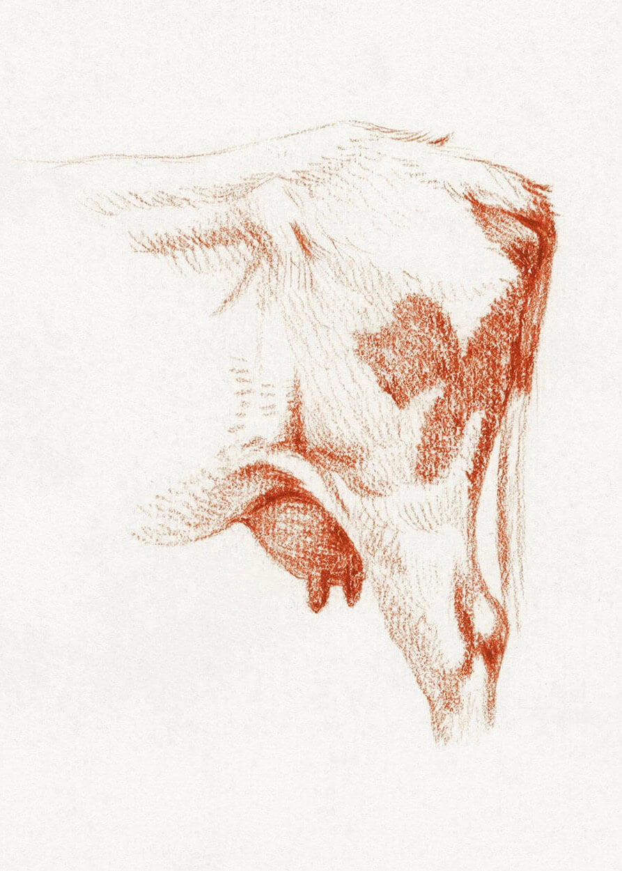En detaljeret rød blyantsskitse af en kos bagben, designet som en slående Plakat by Posters, der fremhæver konturer, skygger og teksturer mod en almindelig hvid baggrund.