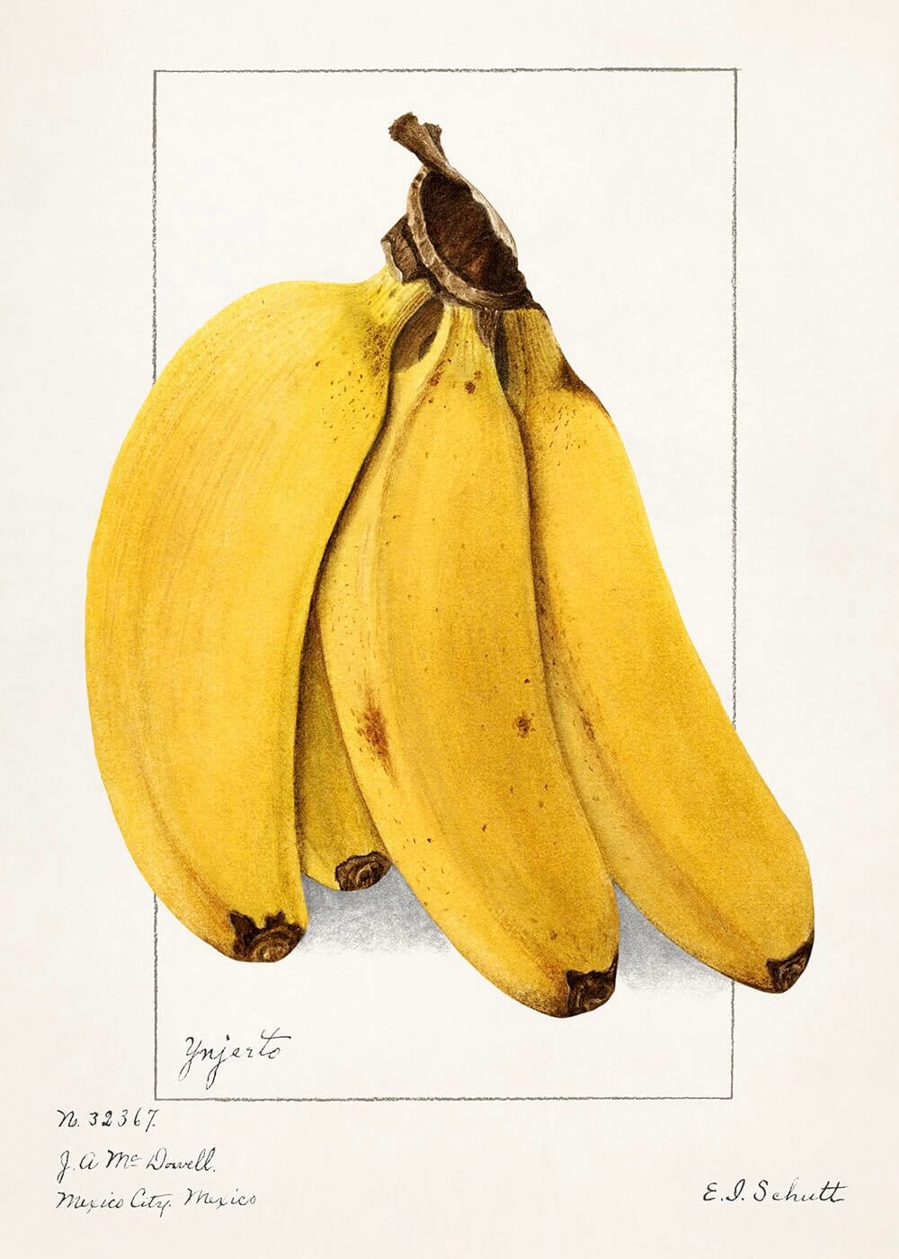 Bananklase - Illustration