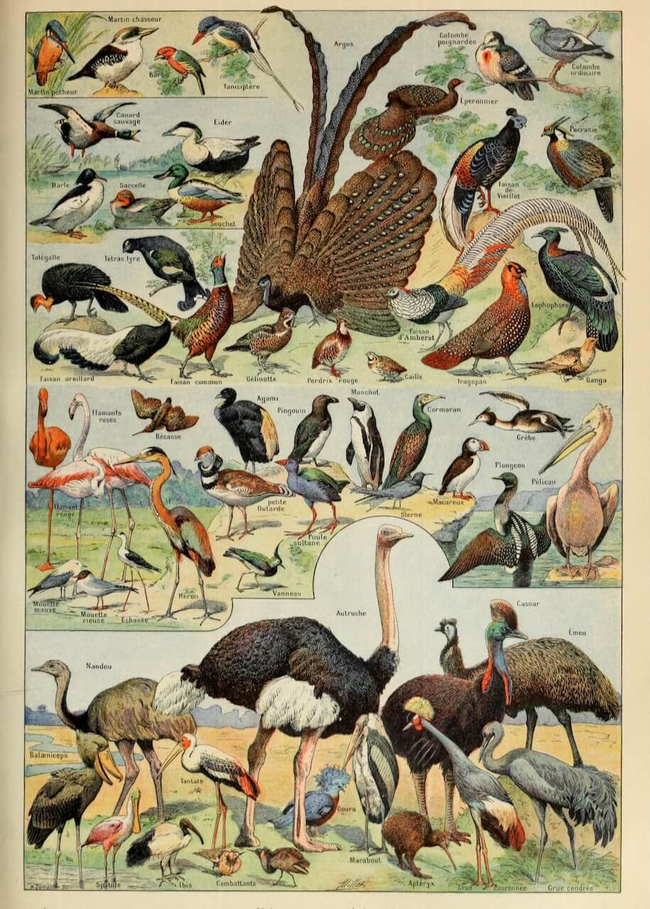 Bird Specimen