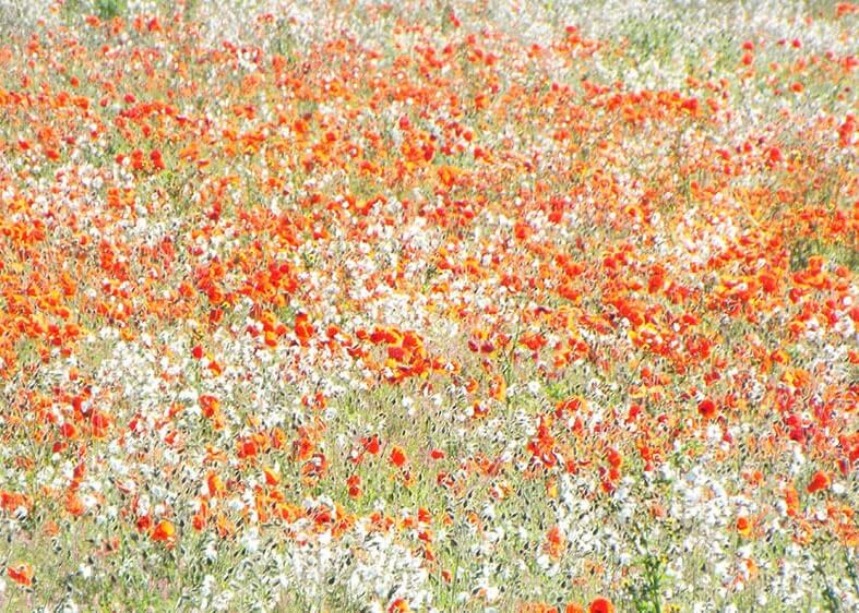 Blomstermark i blomst