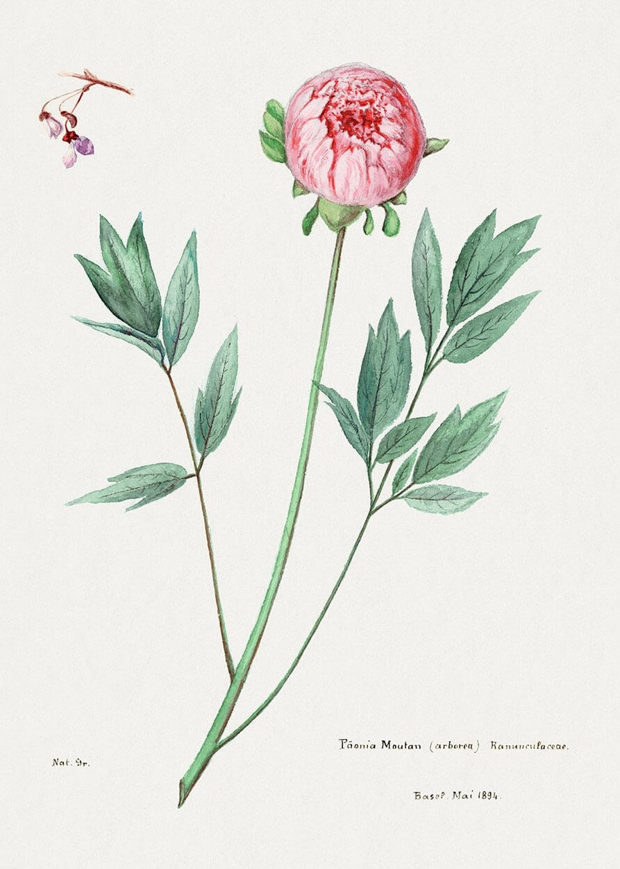 Bonderose - rosa