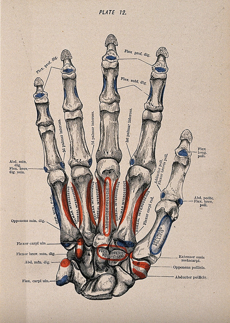 Bones of the Hand and Fingers