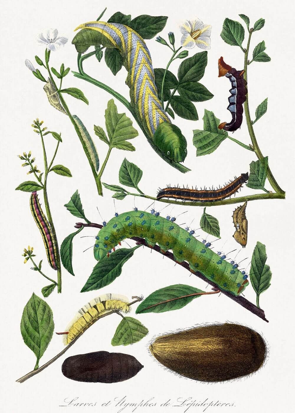 Botanisk Illustration af Larver