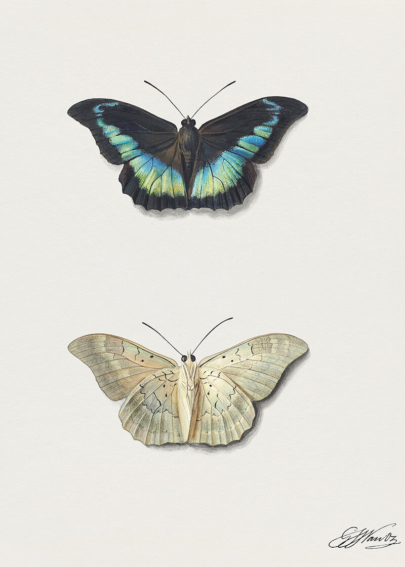 Boven – sommerfugl