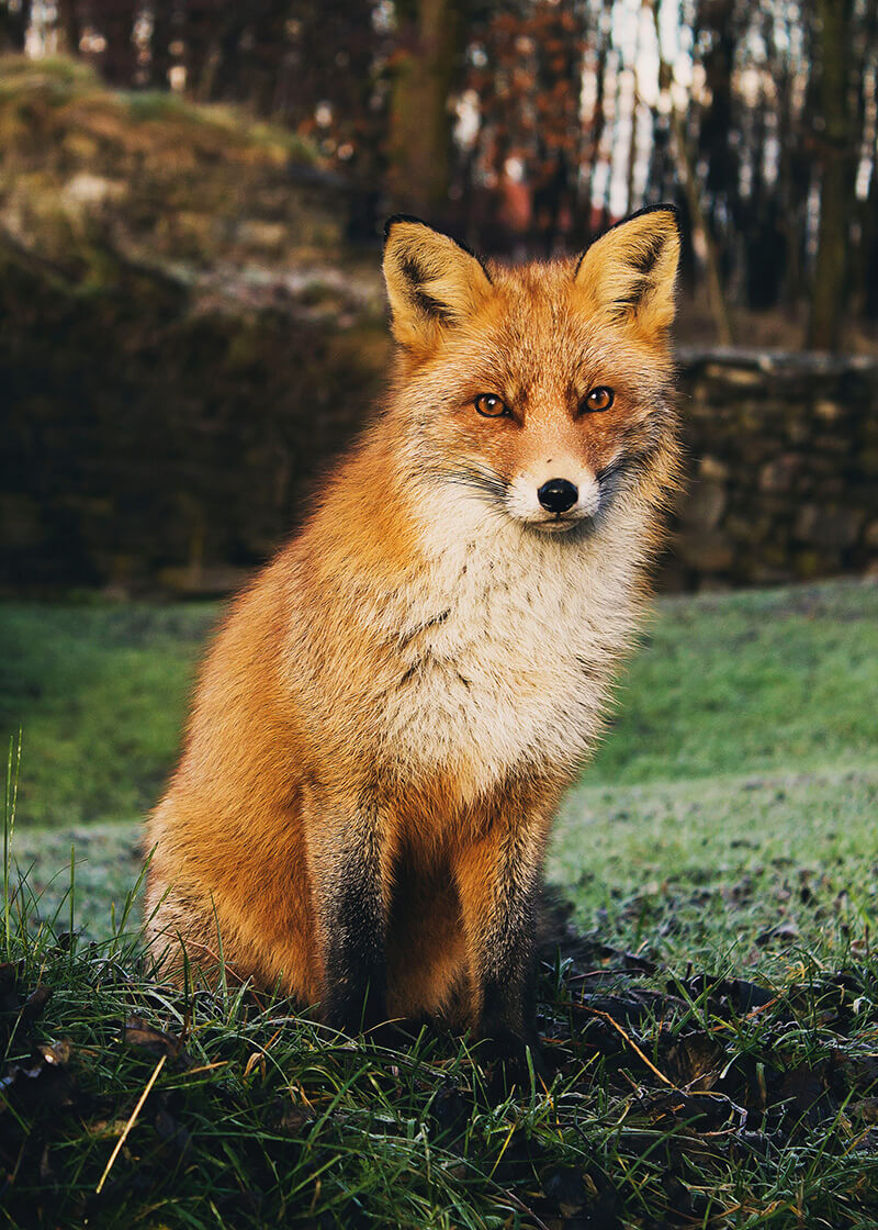 Brown Fox Sitting on Grass Field