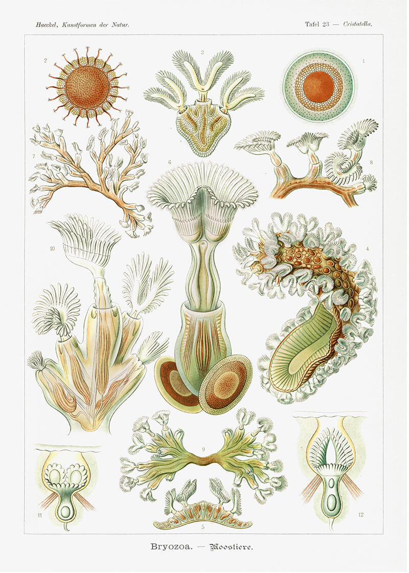 Bryozoa – Moostiere