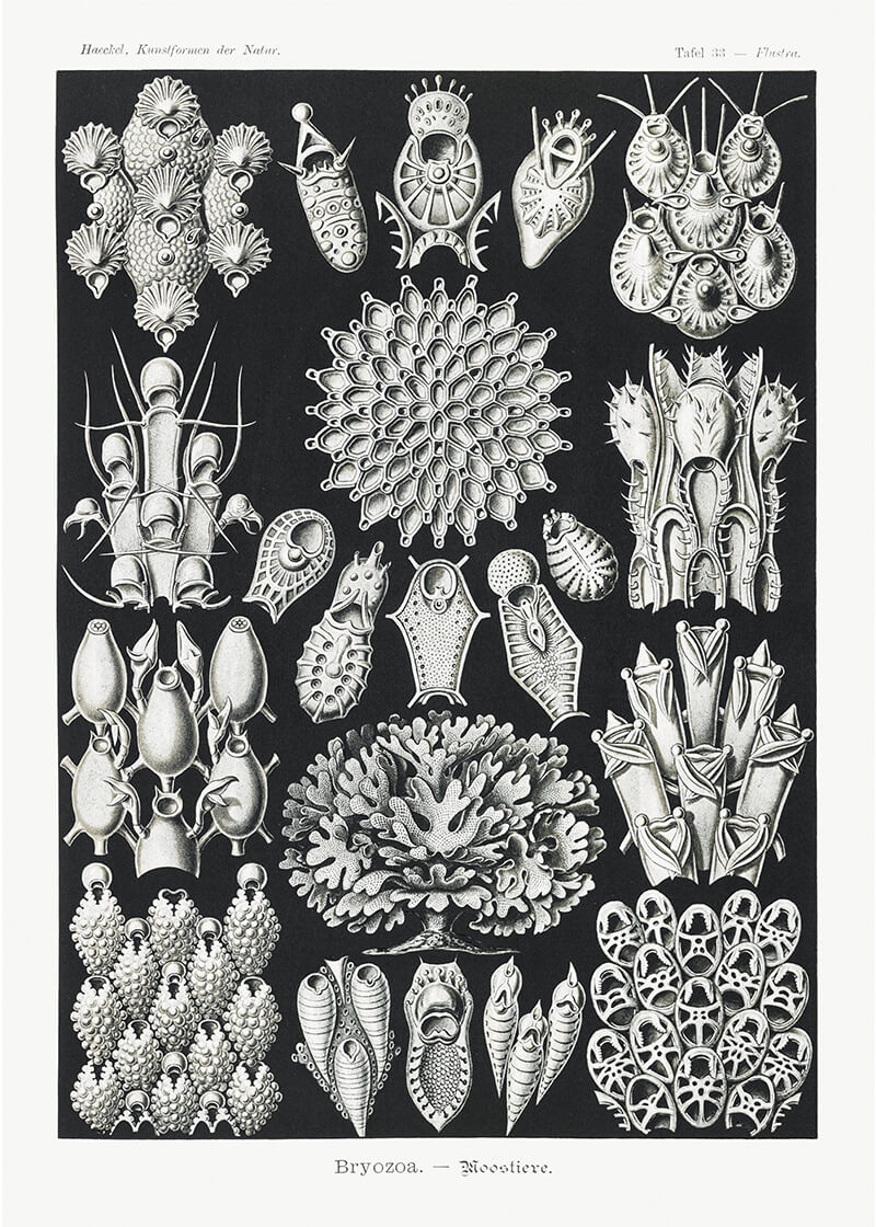 Bryozoa – Woostiere