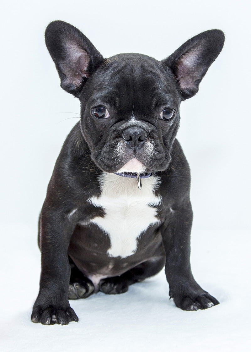 Bulldog hvalp