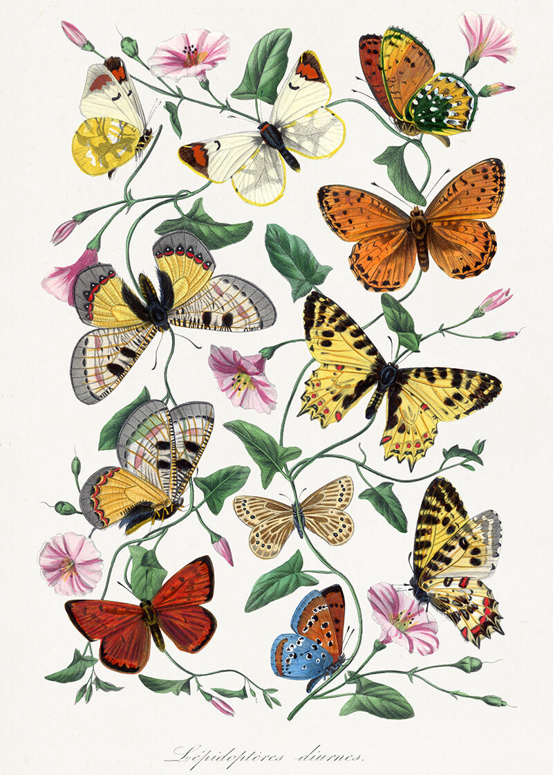 Butterfly & moth painting