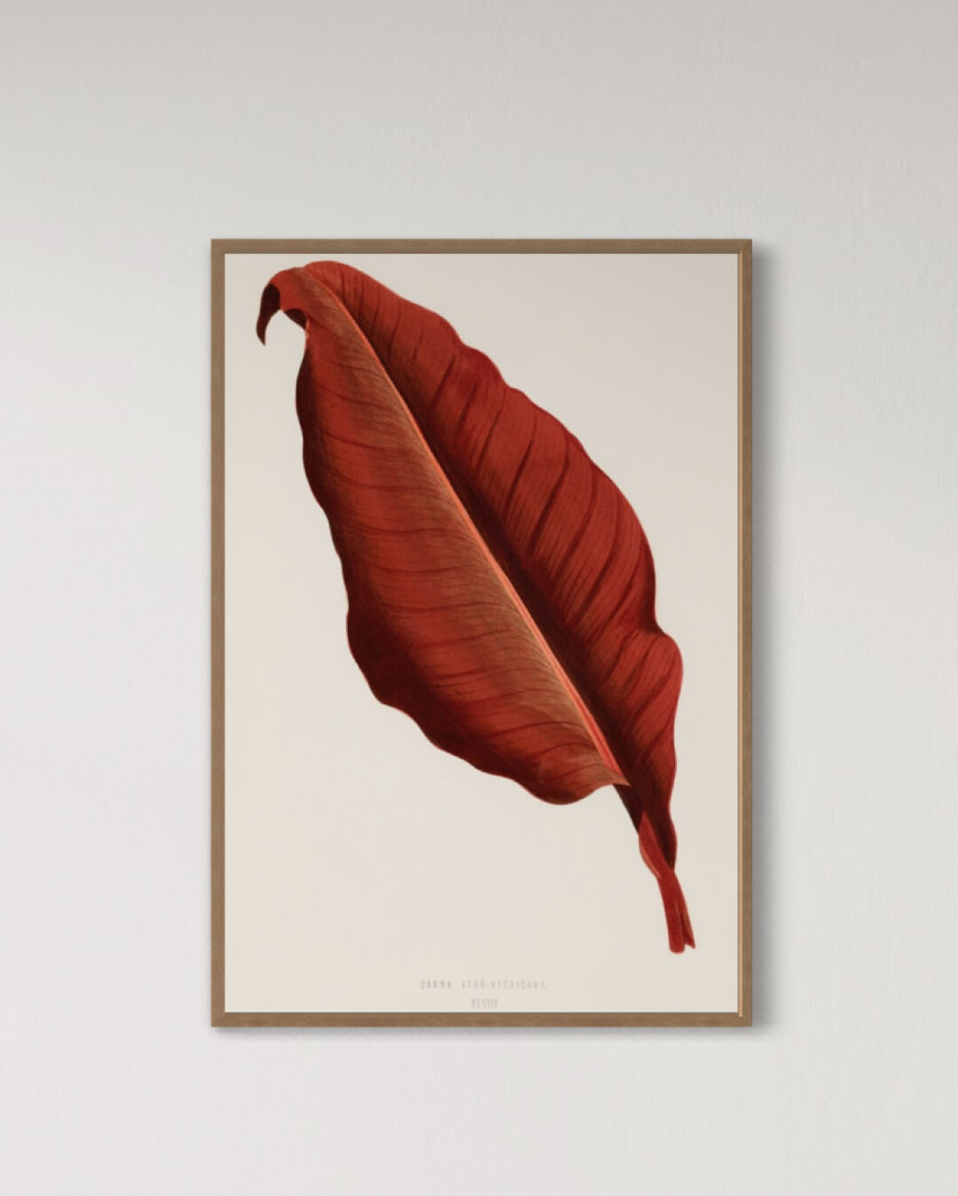 Canna - Atro Nicricans