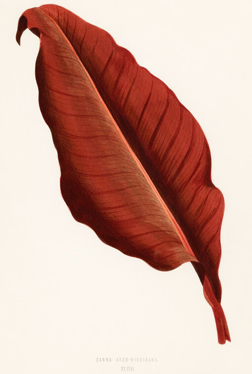 Et detaljeret botanisk plakat af et enkelt stort rødt blad med synlige årer på en lys baggrund. Nedenfor står teksten: "Canna - Atro Nicricans." Fra mærket Posters.