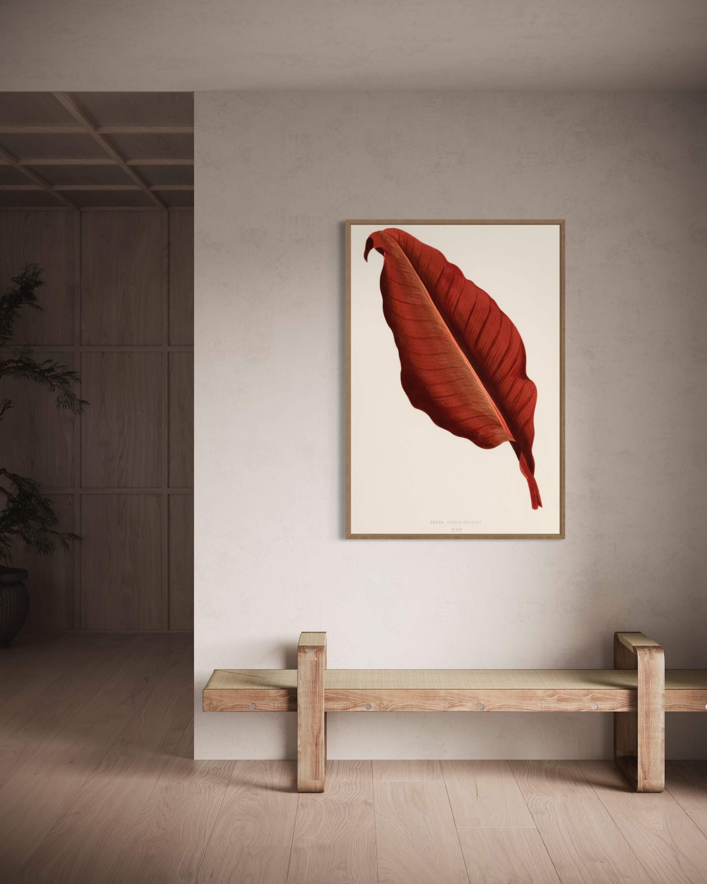 Canna - Atro Nicricans