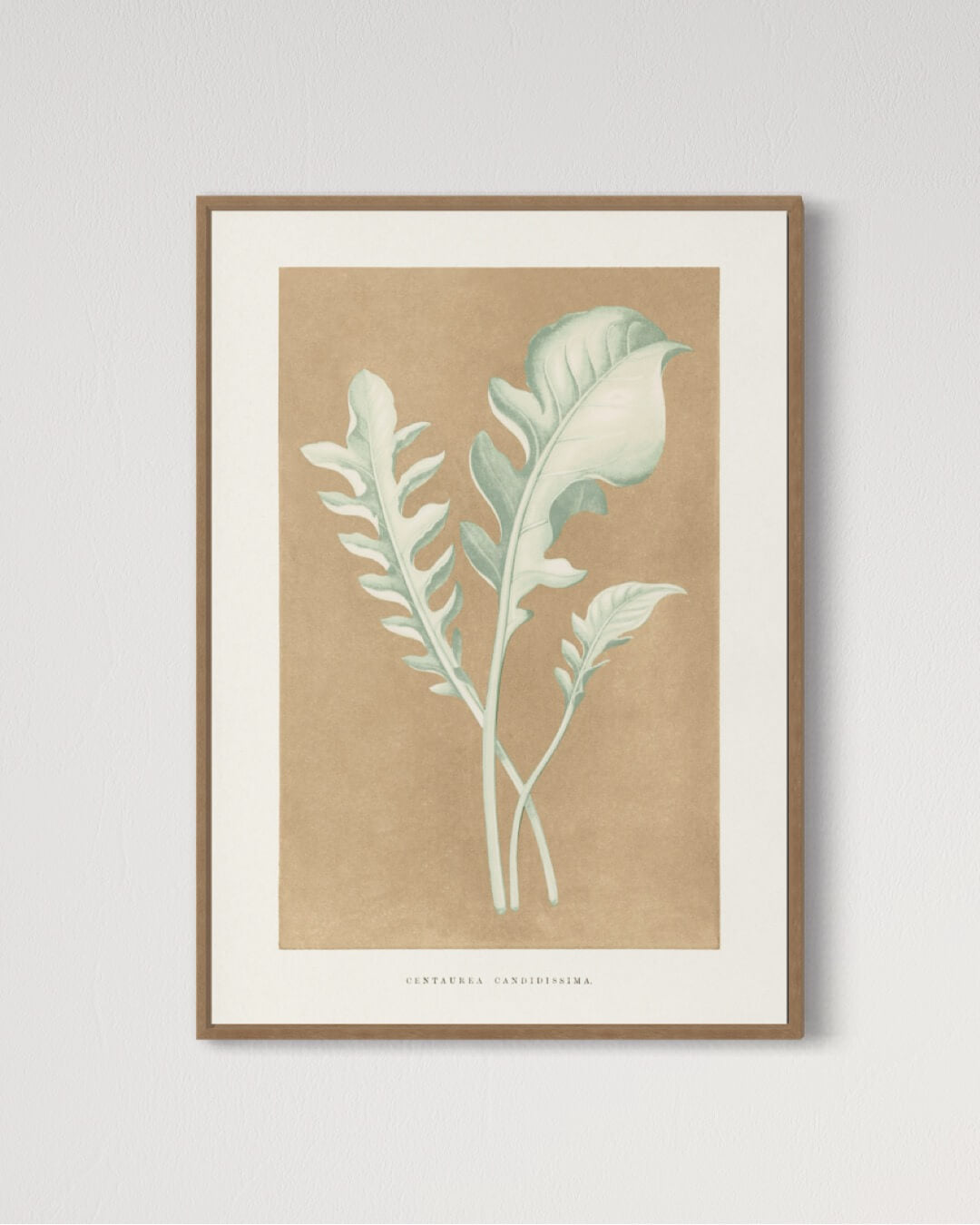 Centaurea Candidissima - illustration af blade