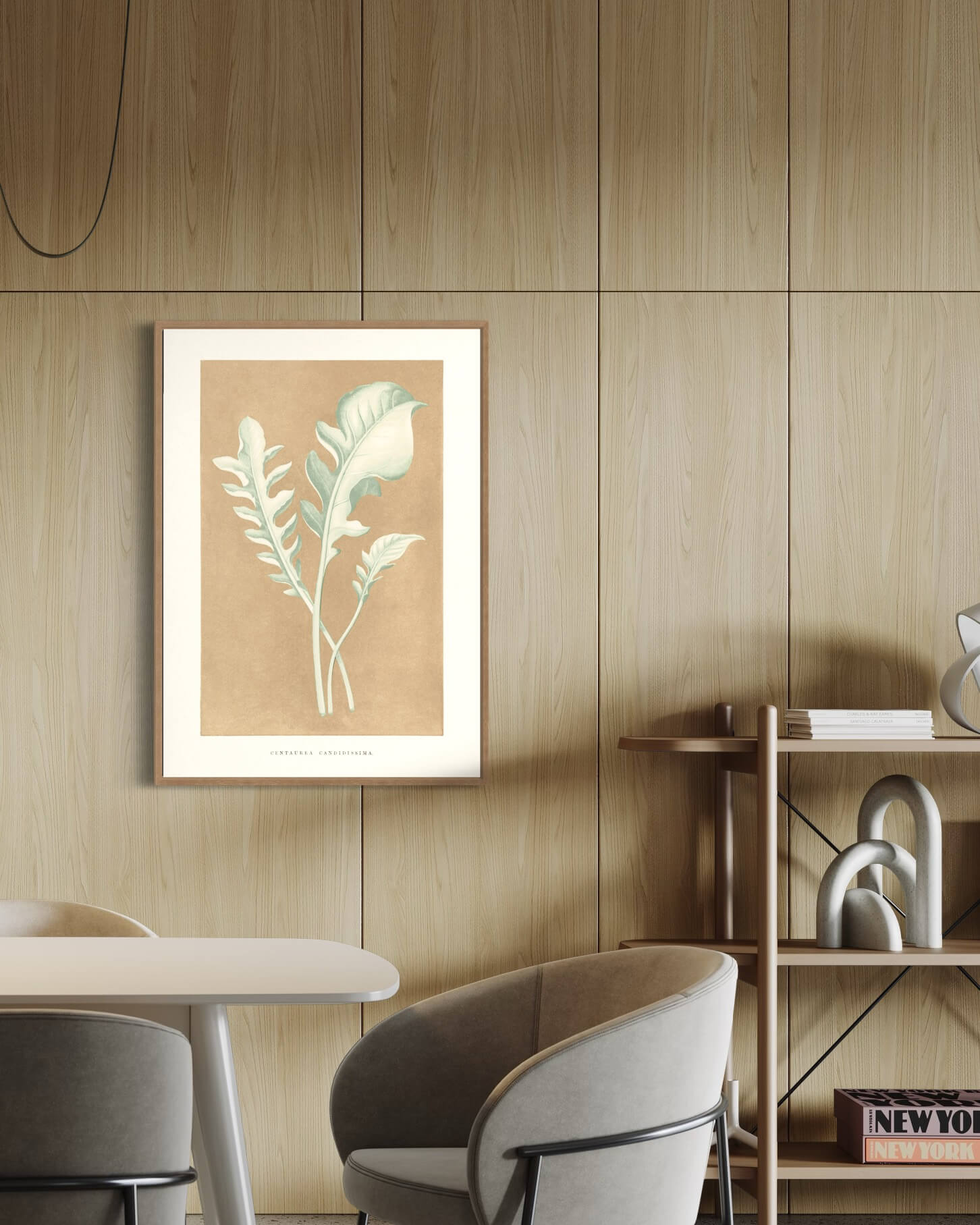 Centaurea Candidissima - illustration af blade