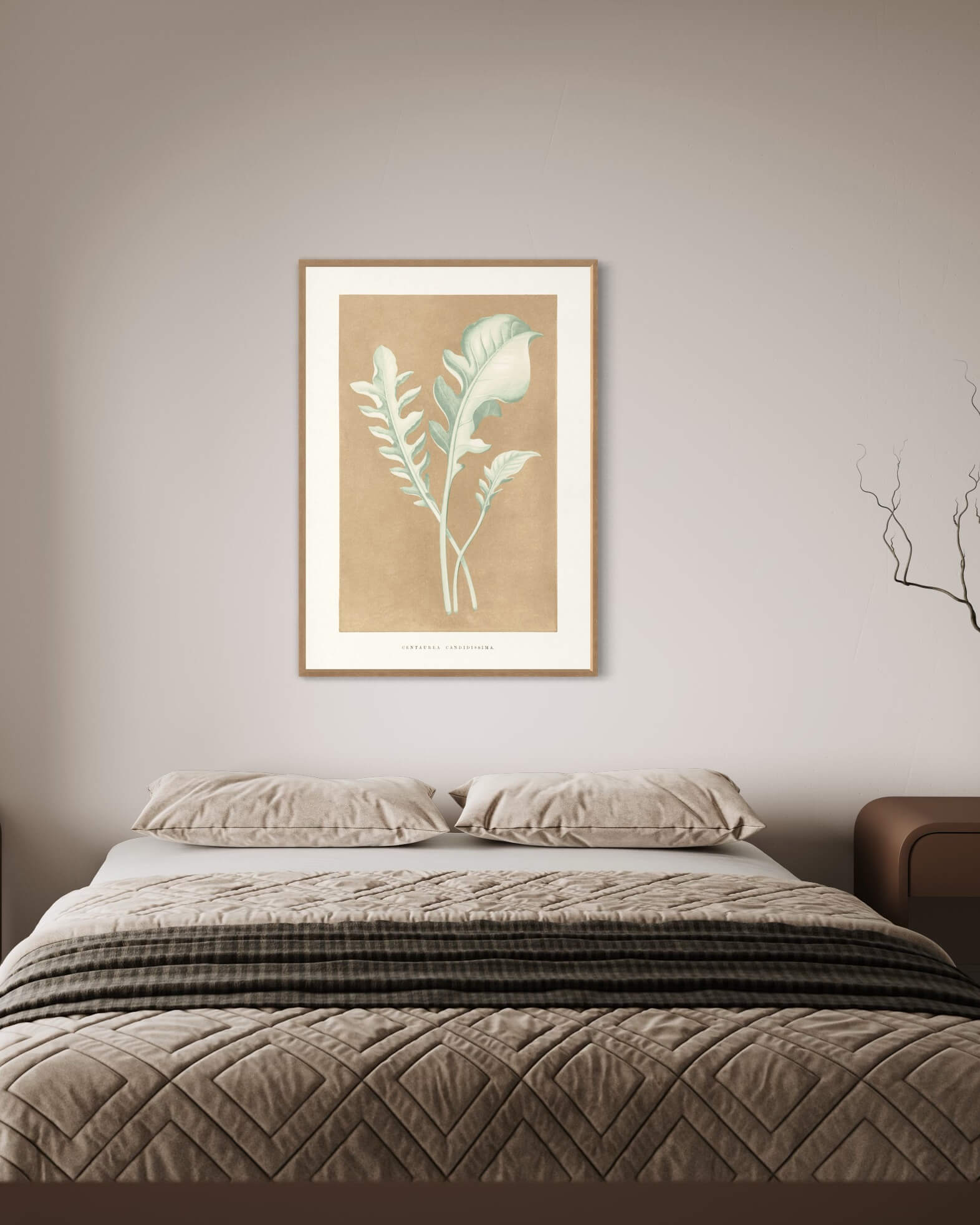 Centaurea Candidissima - illustration af blade