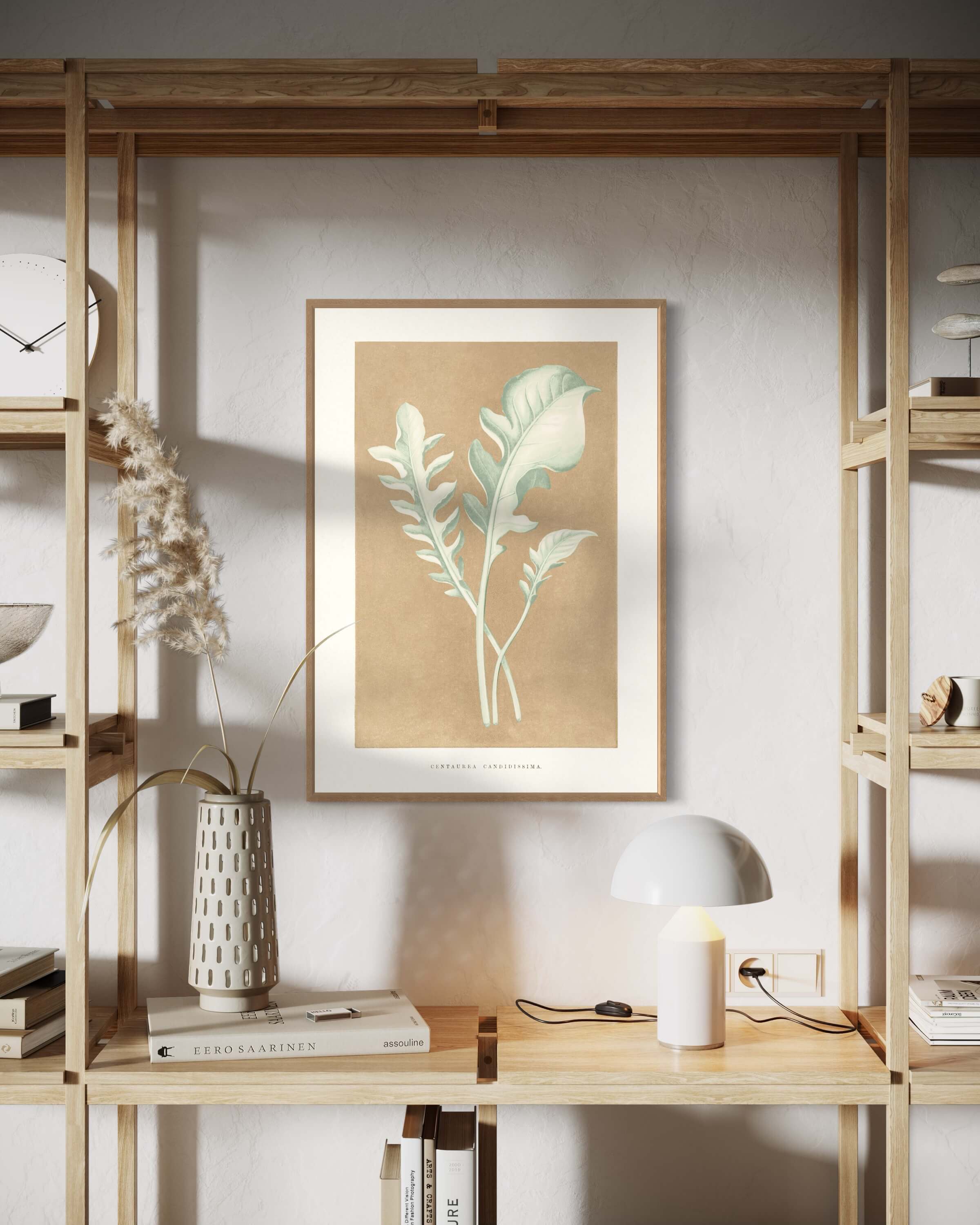 Centaurea Candidissima - illustration af blade