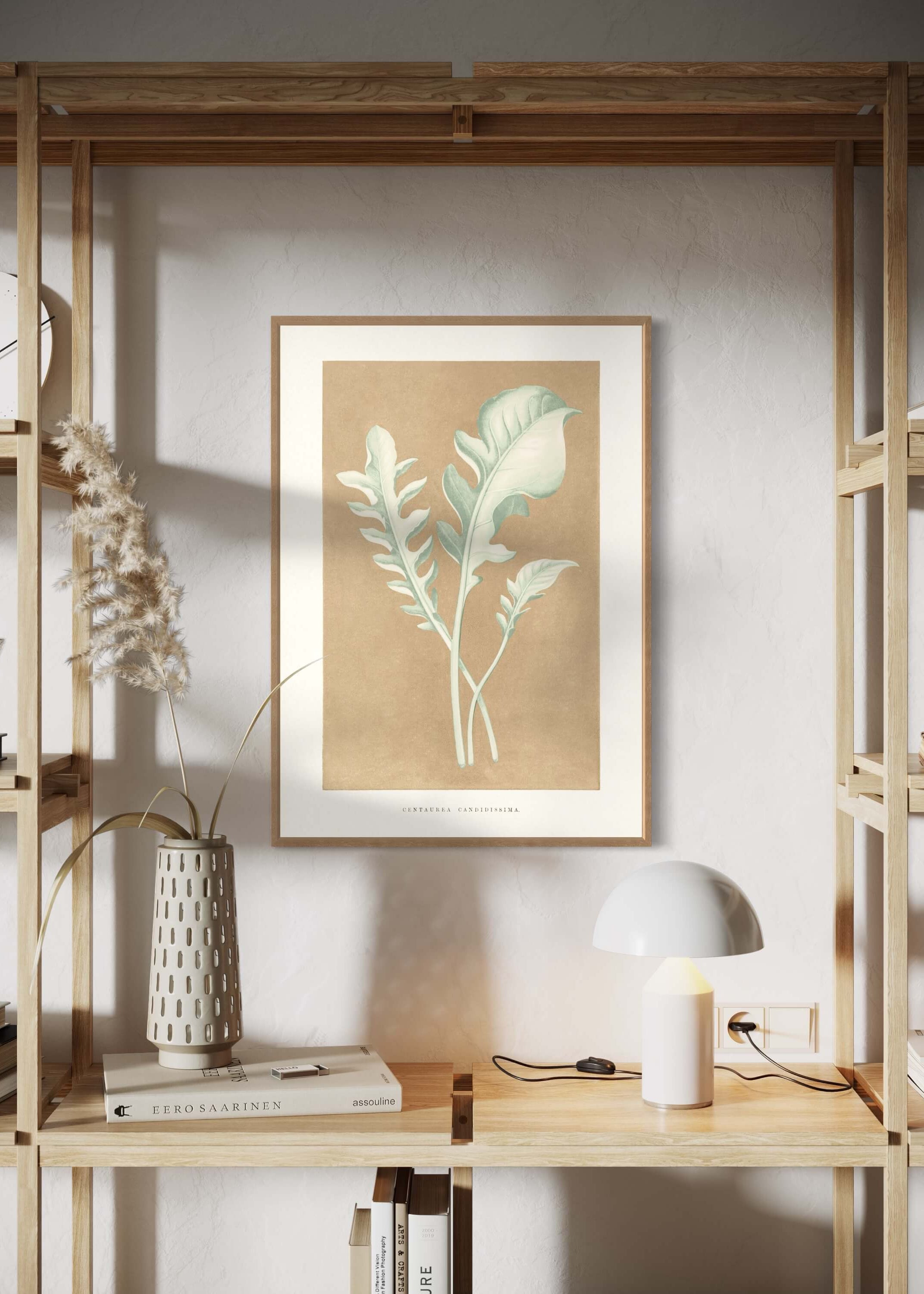 Centaurea Candidissima - illustration af blade
