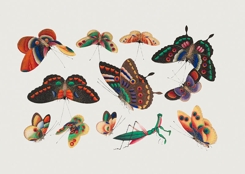 Chinese butterfly and insect