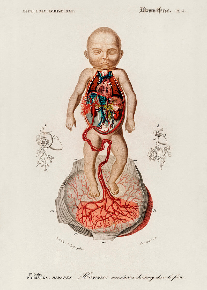 Circulation of the blood In a fetus