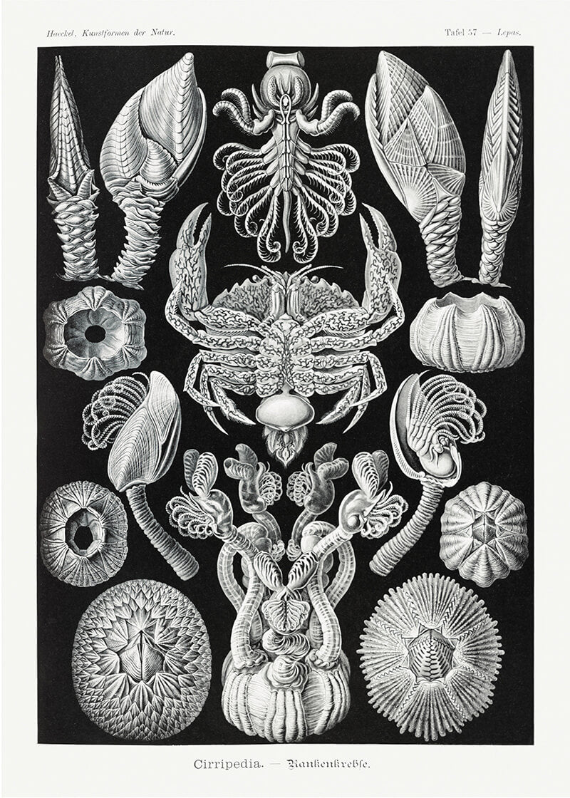 Cirripedia – Rankenkræbs