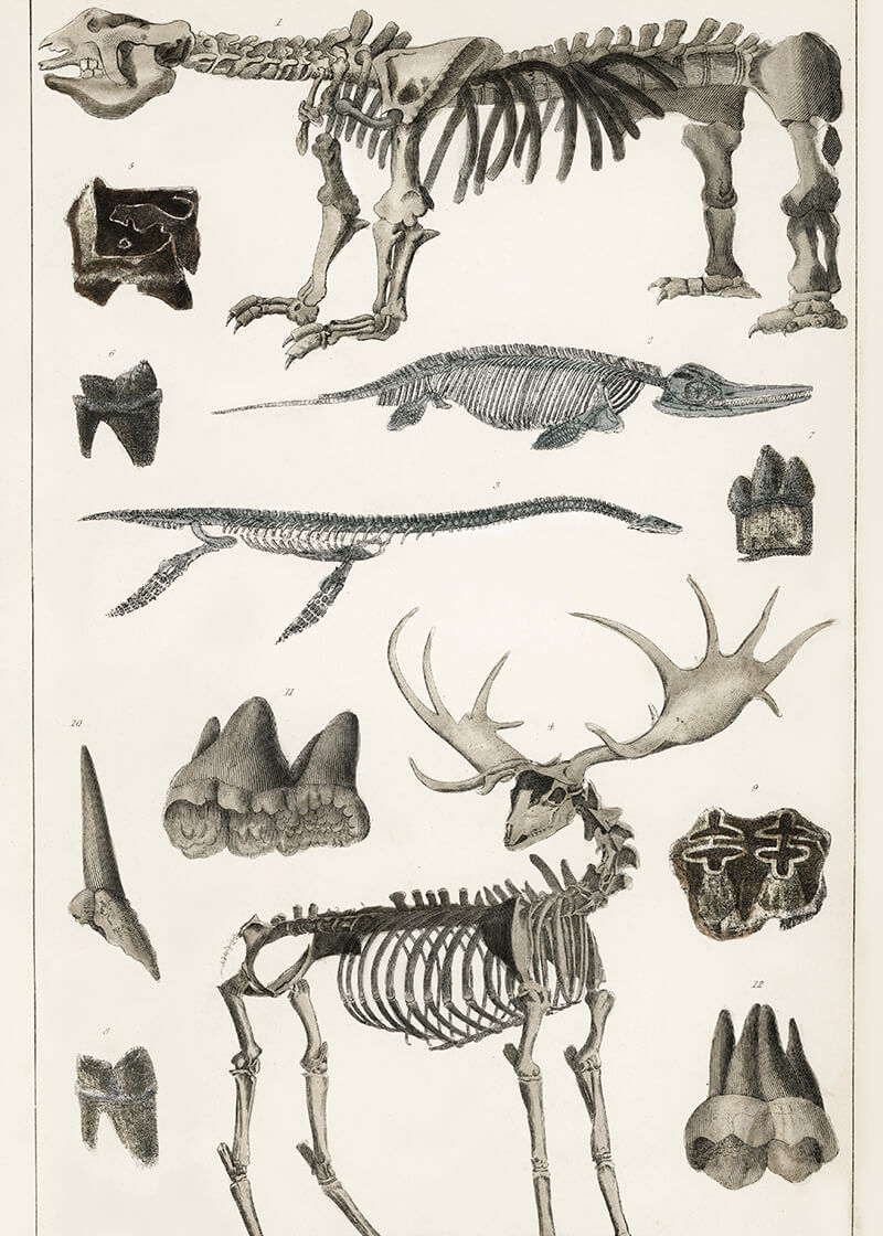 Collection Of Specimens (1820)