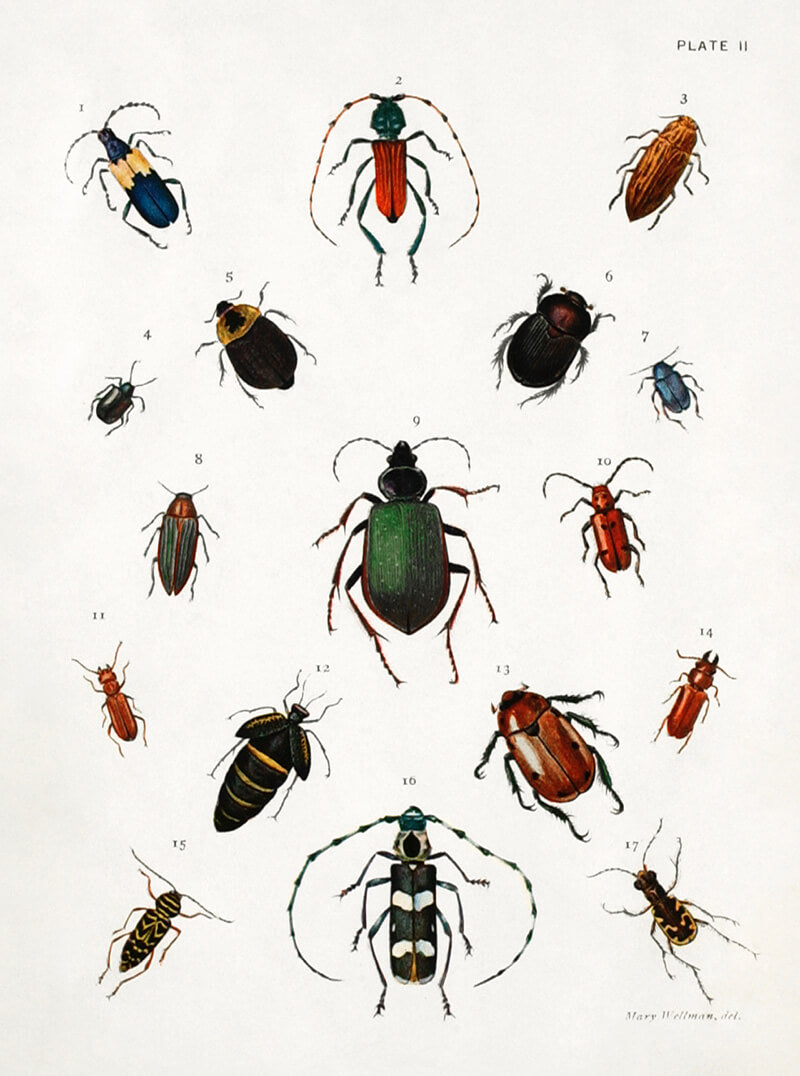 Colored Beetles