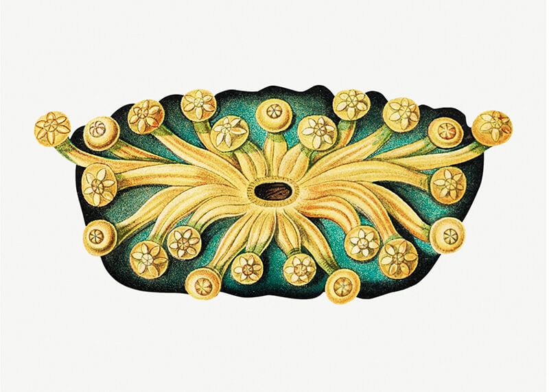 Colorful tunicate IV