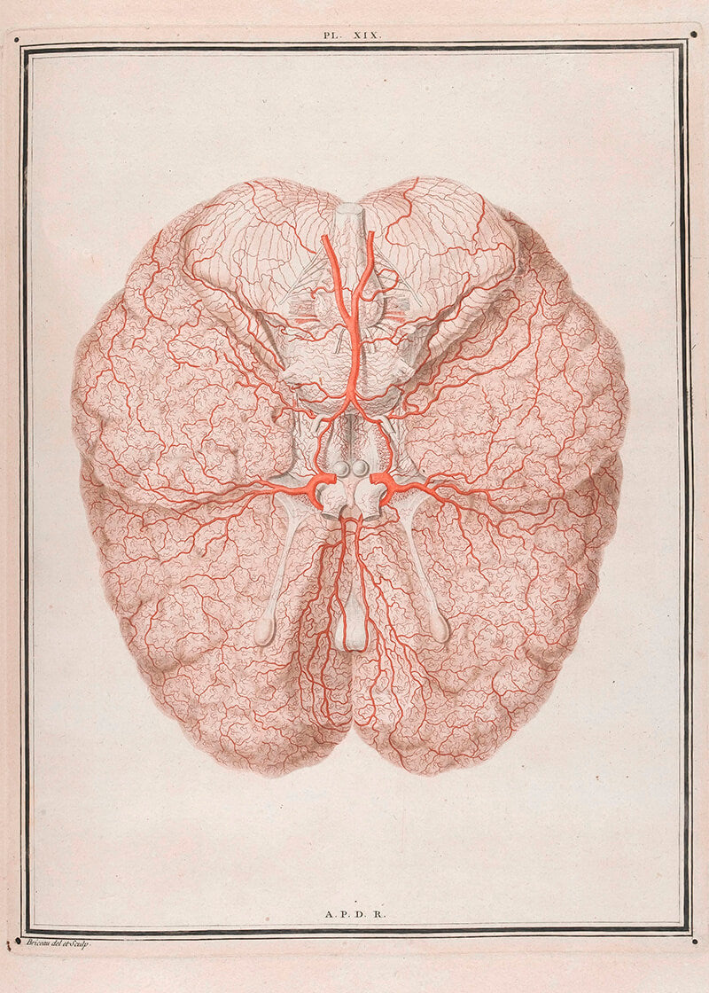 Colour Illustration of Arteries at the Base of the Brain