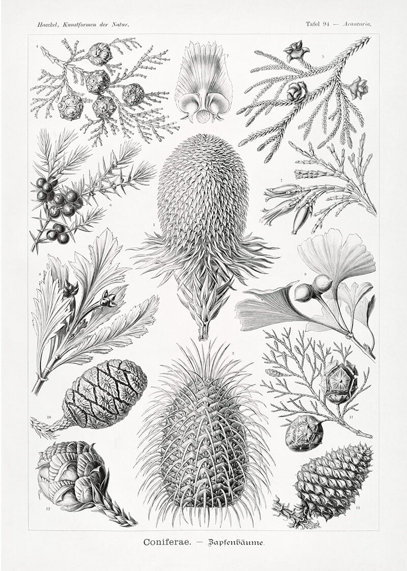 Coniferae–Bapfenbäume