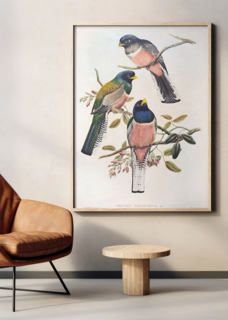 Trogon Variegatus